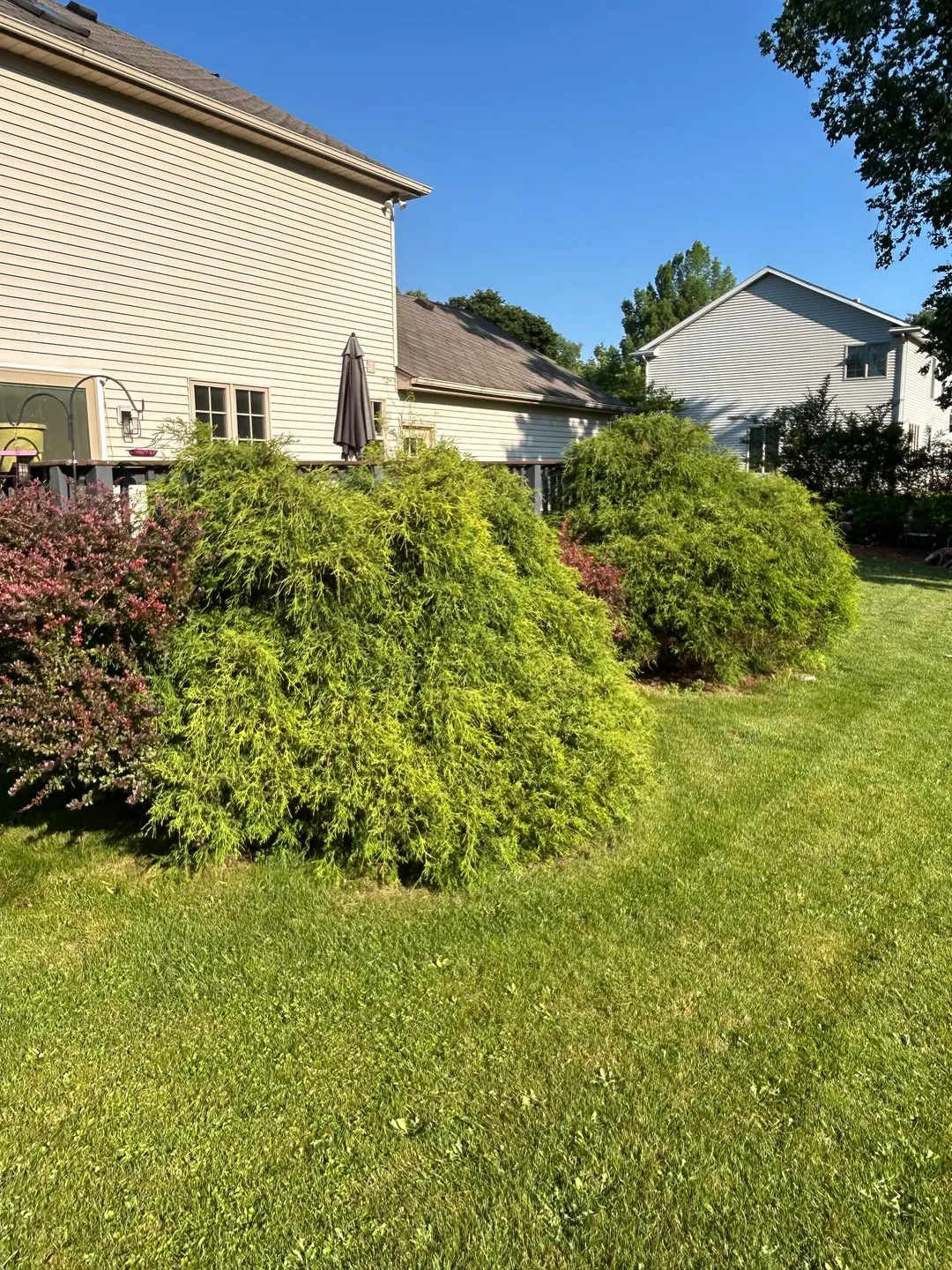 Large overgrown shrubs hiding the railing of a backyard deck